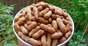 kandungan gizi kacang